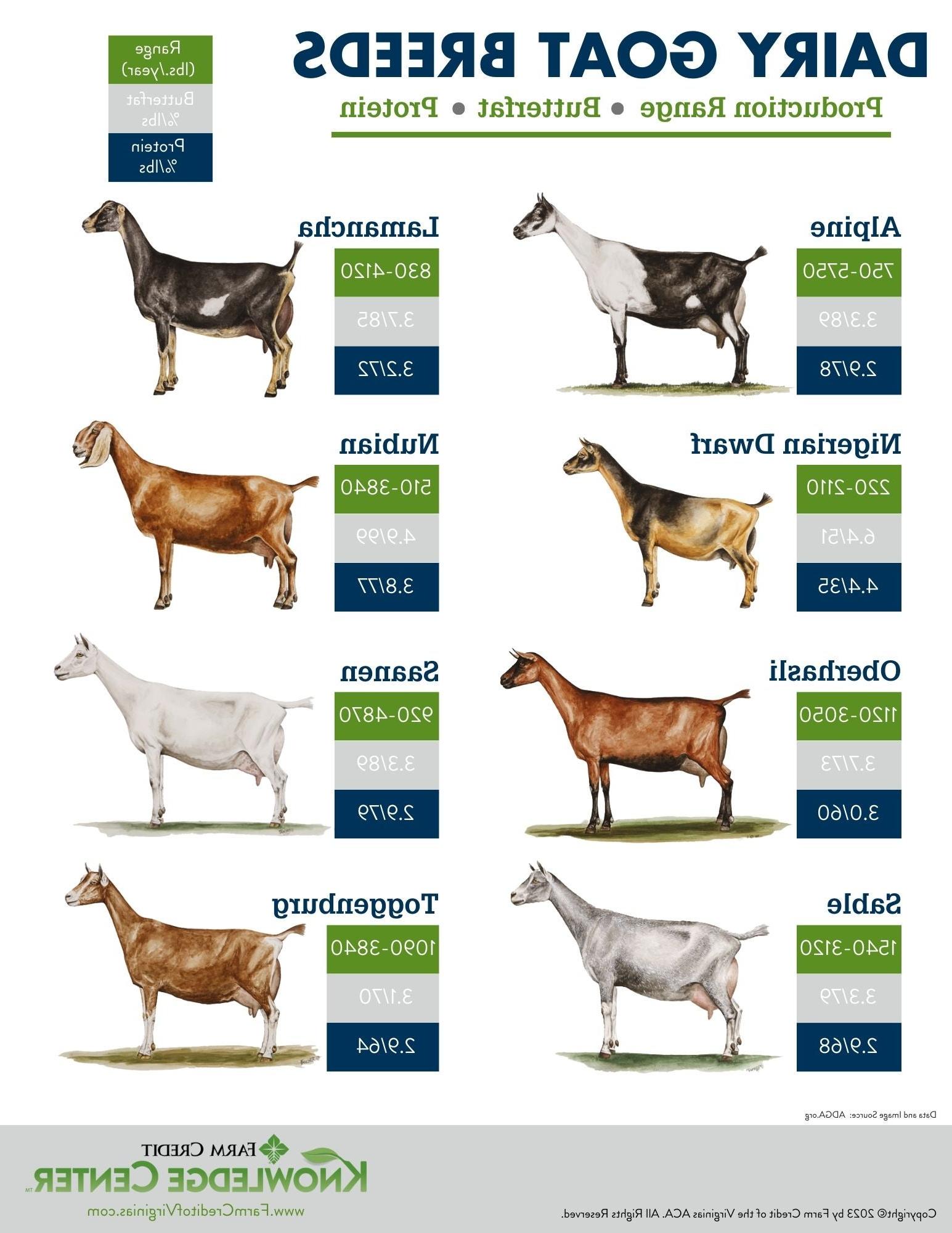 dairy goat breeds